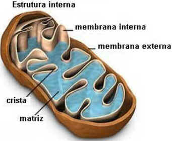 Epistasia