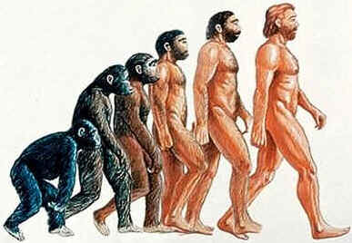 Evolução Humana