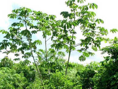 Embaúba