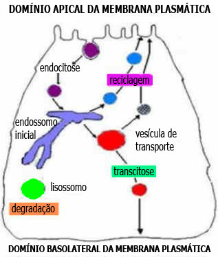 Endossomos Endossomos