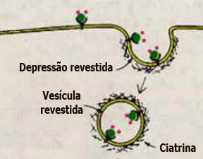 Endossomos Endossomos