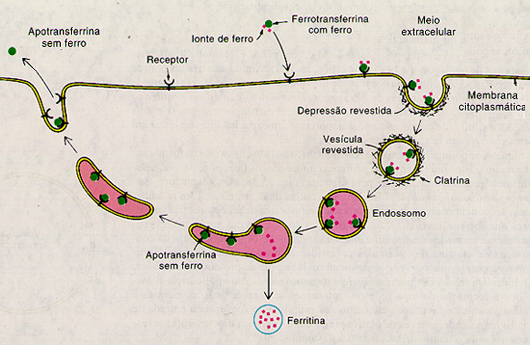 Endossomos Endossomos