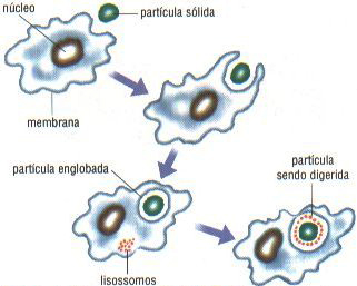 Endossomos