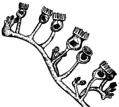 Entoprocta