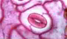 Epiderme