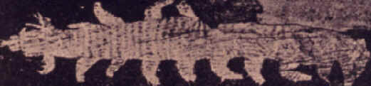 Período Cambriano