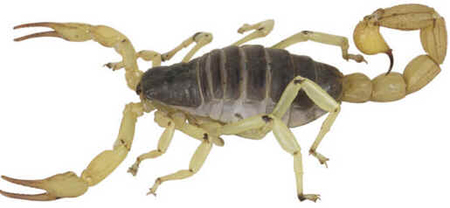 Escorpiões