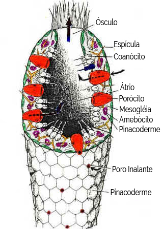 Esponjas 