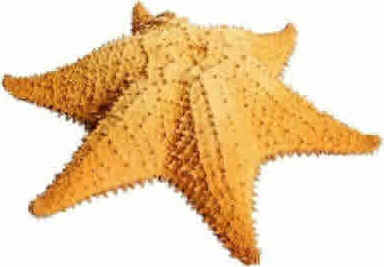 Estrela do Mar