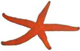 Estrela do Mar