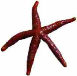 Estrela do Mar