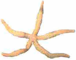 Estrela do Mar