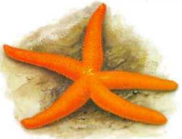 Estrela do Mar