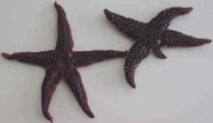 Estrela do Mar