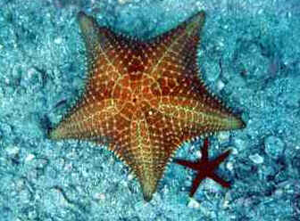 Estrela do Mar