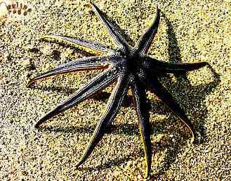 Estrela do Mar