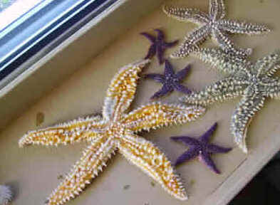 Estrela do Mar