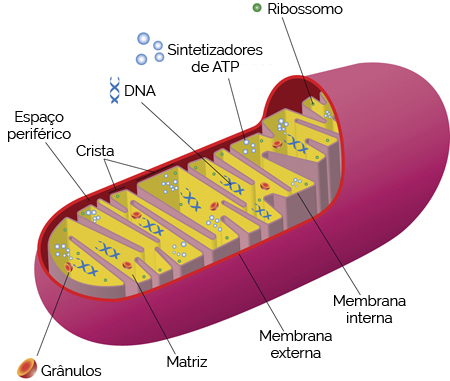 Estrutura da Mitocôndria