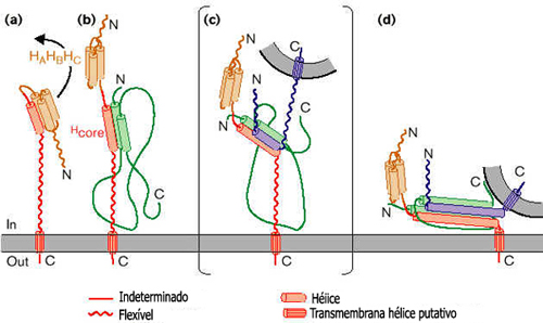 Exocitose