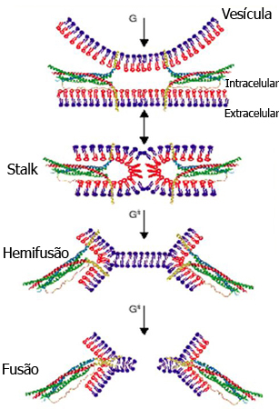 Exocitose