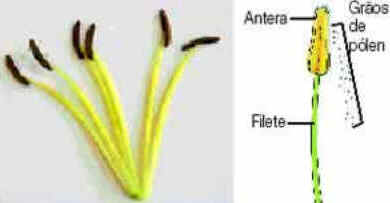 Flor