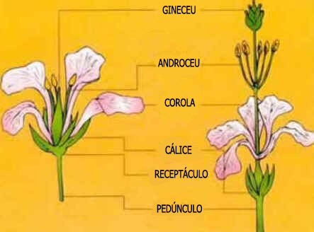 Flor