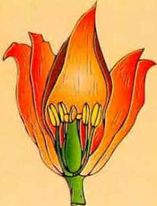 Flor