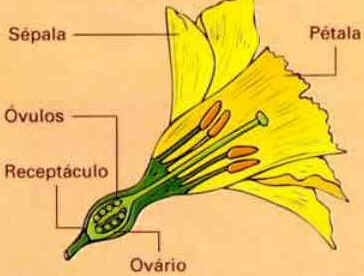 Flor