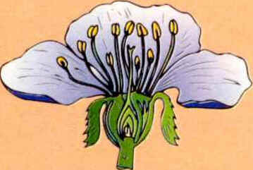 Flor