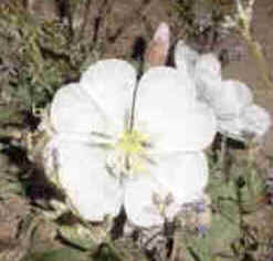 Flor