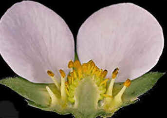 Flor
