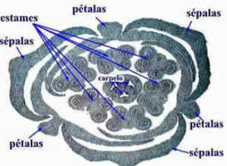 Flor