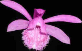 Flor