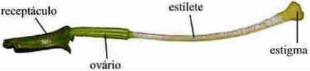 Flor