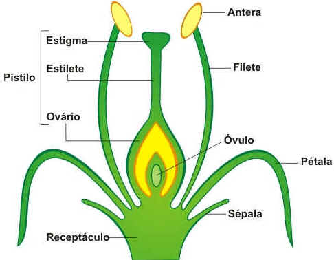 Flor
