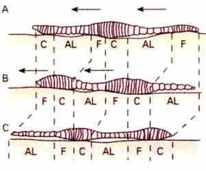 Filo Anelídeos