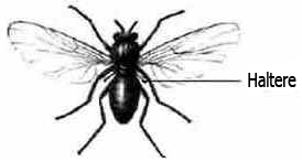 Filo Artrópodes