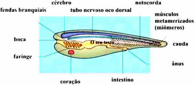 Filo Chordata