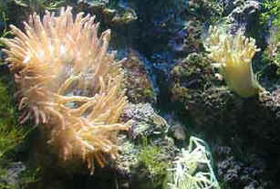 Filo Cnidaria