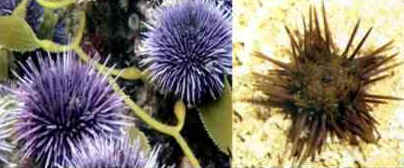 Filo Equinodermata