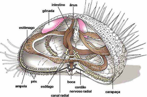 Filo Equinodermata