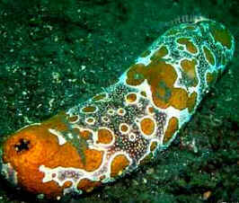 Filo Equinodermata