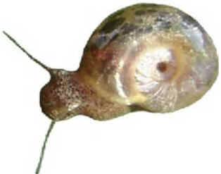 Filo Mollusca