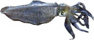 Filo Mollusca