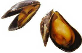 Filo Mollusca