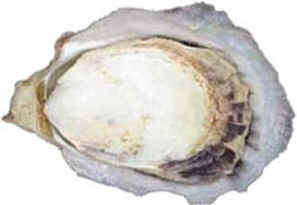 Filo Mollusca