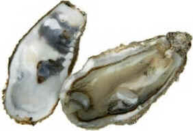 Filo Mollusca