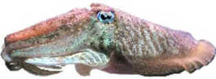 Filo Mollusca