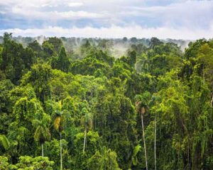 Floresta Amazônica