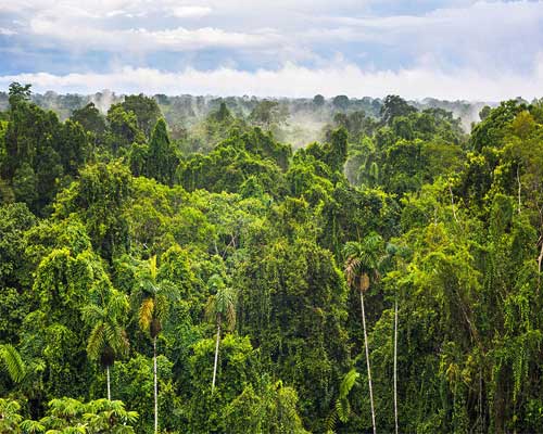 Floresta Amazônica